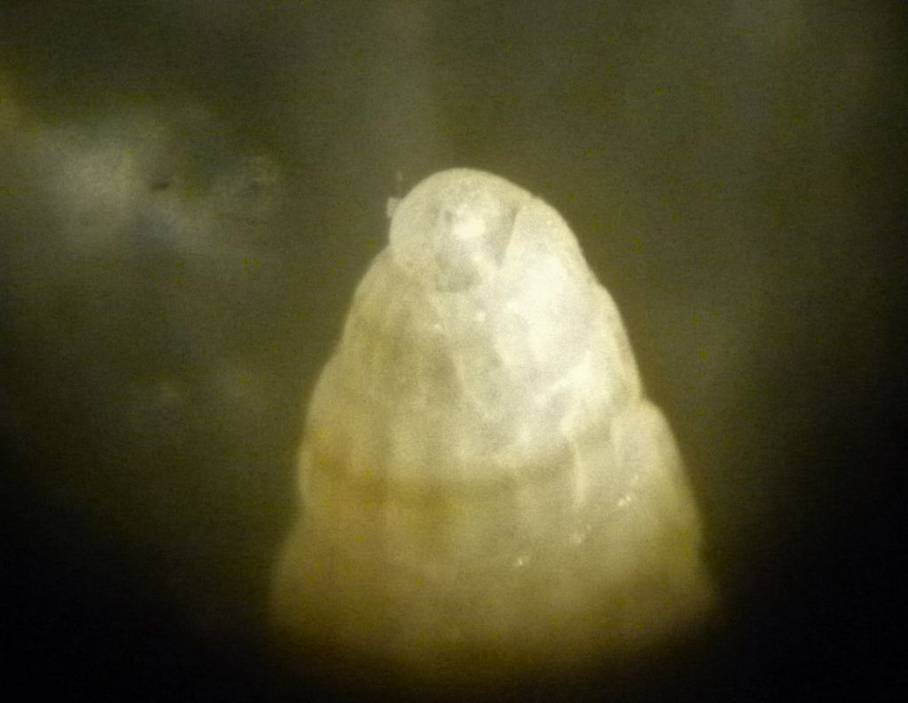 Pyramidellidae da determinare